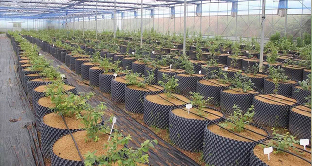 Vaso de poda de ar em PVC / HDPE para viveiro 